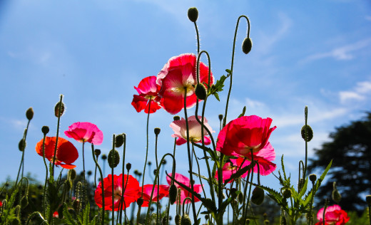 923890 (a): :2560x1553